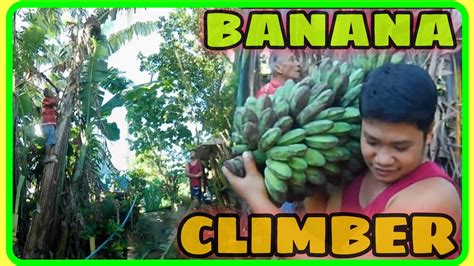Flex Muna Bago Umakyat sa Puno ng Saging .